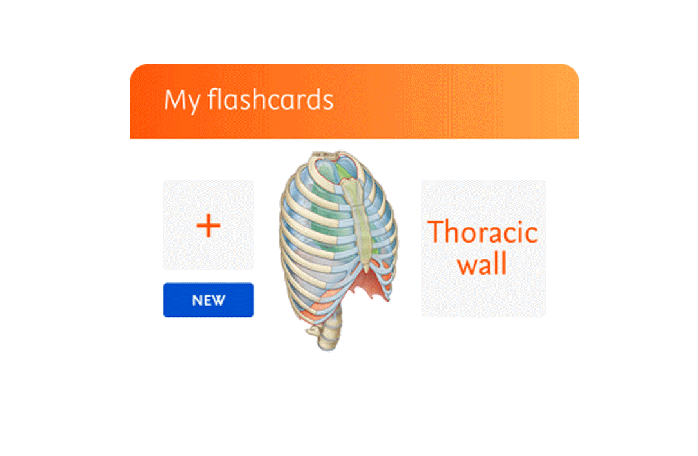 Flashcard feature visualization from CK Student